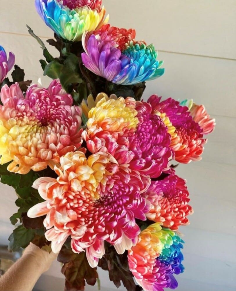 Rainbow Lovin