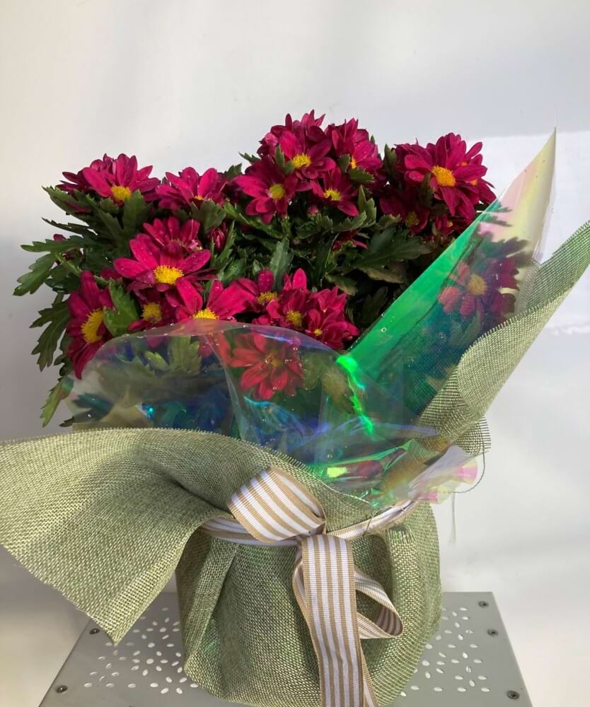 Chrysanthemum Plant