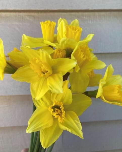 Daffodil Day Posy-10 Stems