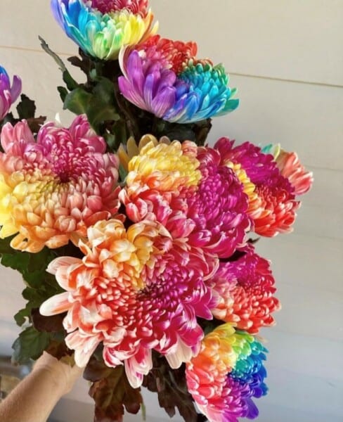Rainbow Lovin-PRE ORDER FOR VALENTINES ONLY